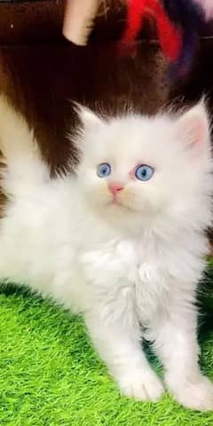 persian kitten for urgent sale My WhatsApp Number 0346/7451635