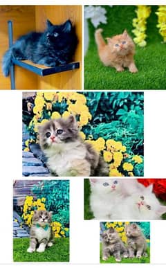 Persian Kitten Available 03439277208 Contact Me On WhatsApp No