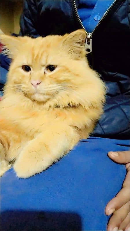 RUSSIAN CAT MALE 7 MONTHS URGENT SALE 0