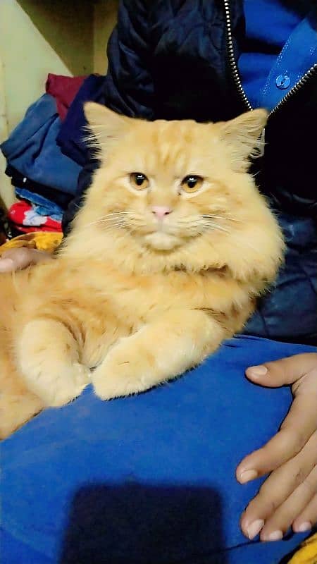 RUSSIAN CAT MALE 7 MONTHS URGENT SALE 1