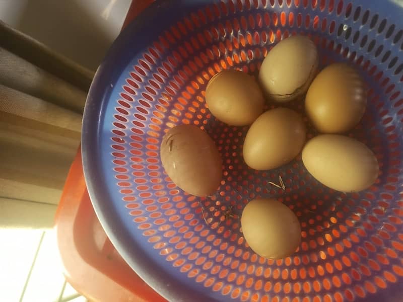 Lohmann Brown dasi eggs available  for sale 0