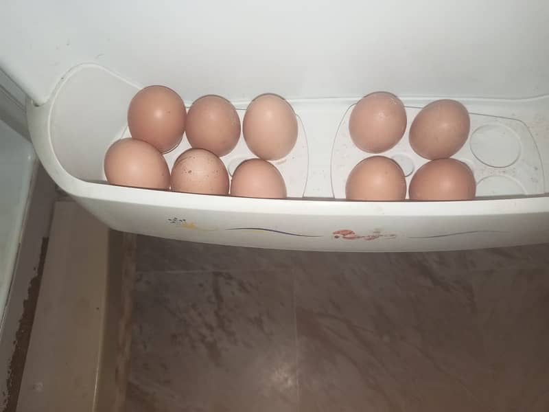 Lohmann Brown dasi eggs available  for sale 1