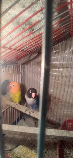 100% Breeder Pair Love Bird