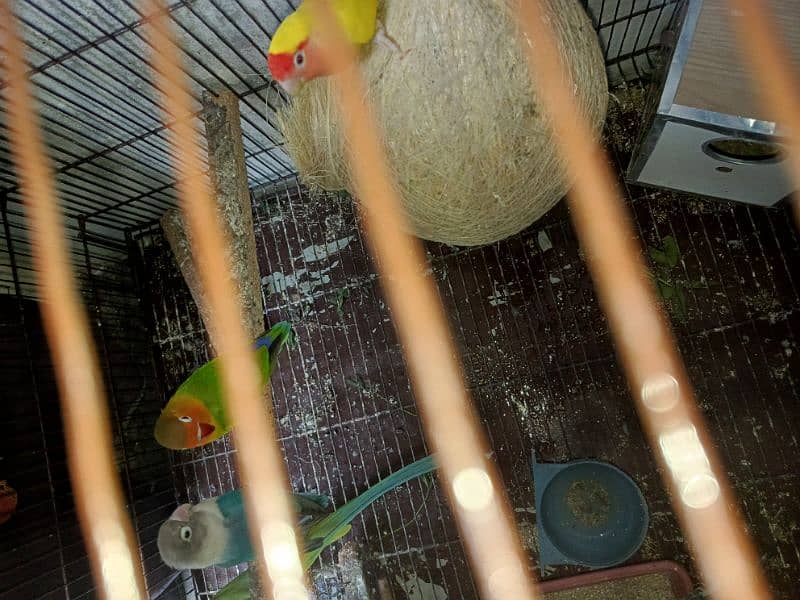 love bird 3 breedar pair for sale and cages 5