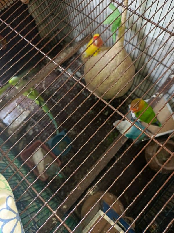 love bird 3 breedar pair for sale and cages 6