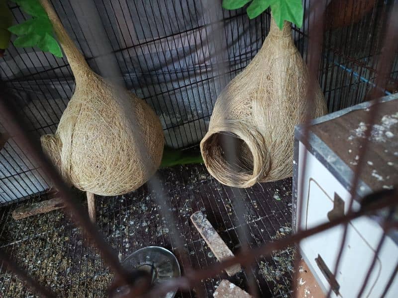 love bird 3 breedar pair for sale and cages 7