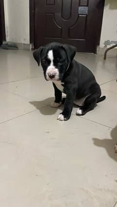 American Pitbull female pup