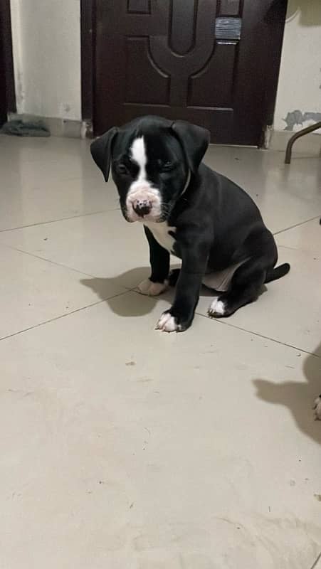 American Pitbull female pup 2