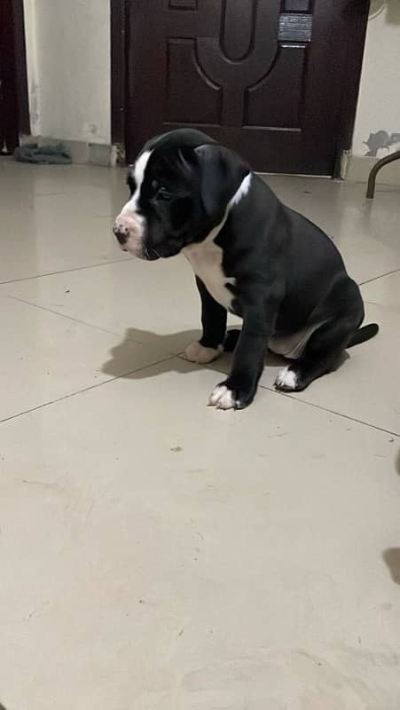 American Pitbull female pup 3