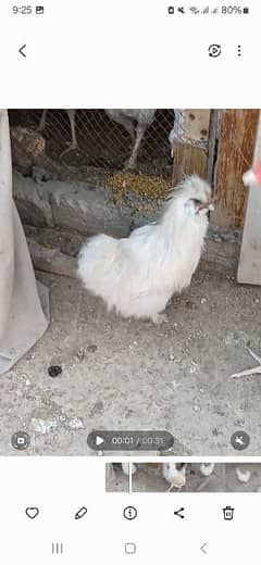 one year old pure paper white male silkie breeder