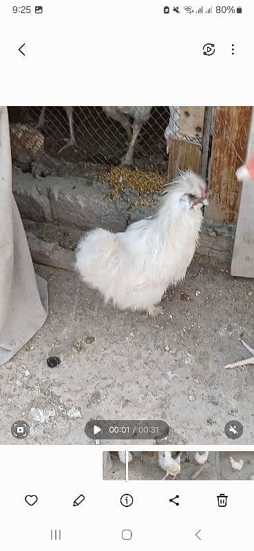 one year old pure paper white male silkie breeder 0