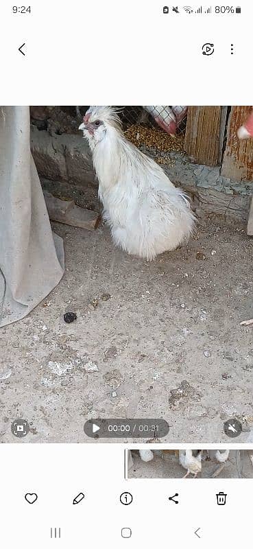 one year old pure paper white male silkie breeder 1