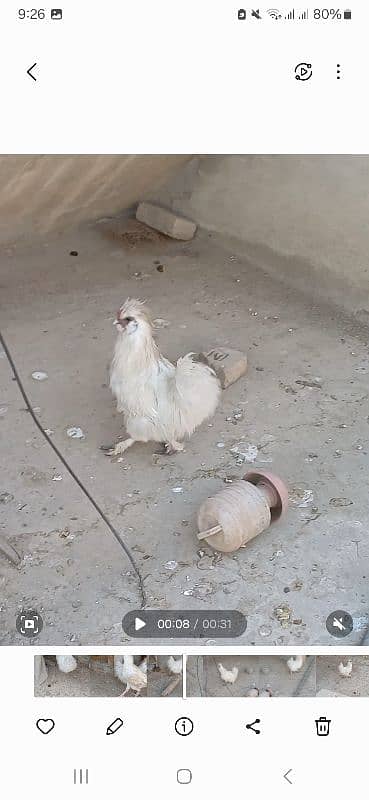 one year old pure paper white male silkie breeder 2