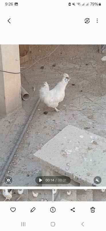 one year old pure paper white male silkie breeder 3