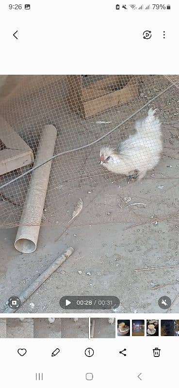 one year old pure paper white male silkie breeder 4