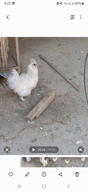 one year old pure paper white male silkie breeder 5