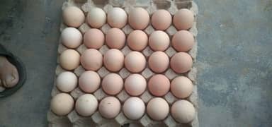 RIR eggs for sale