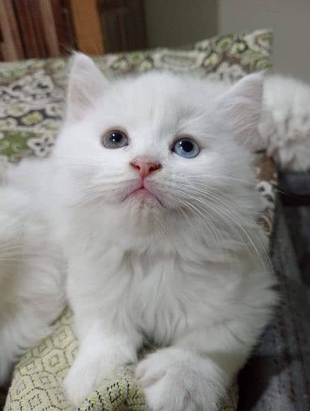 Persian cat 2