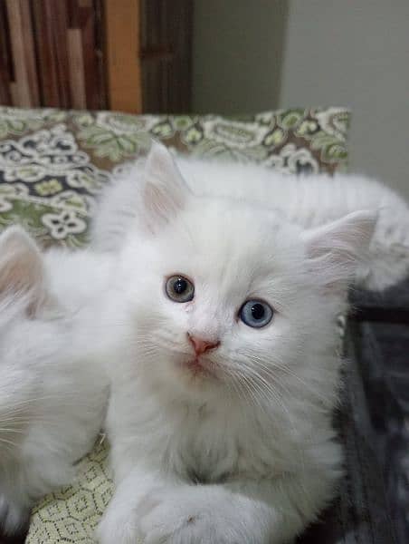 Persian cat 4