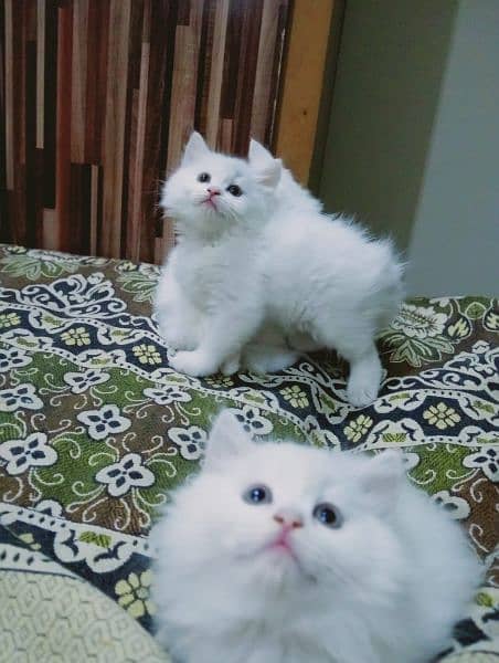 Persian cat 8