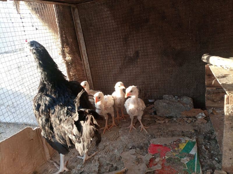 Sussex Light Fertile Eggs and Chicks 11