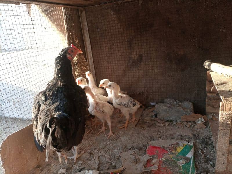 Sussex Light Fertile Eggs and Chicks 15