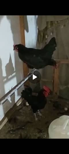 Australorp