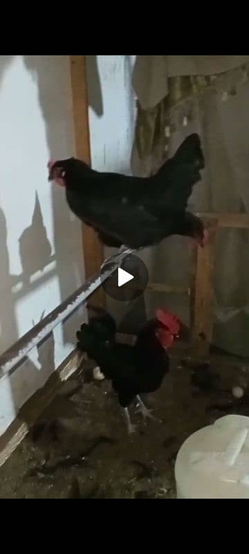 Australorp 0