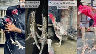 PURE (Dragon, Barmi and neck -folding) high quality Chicks Available