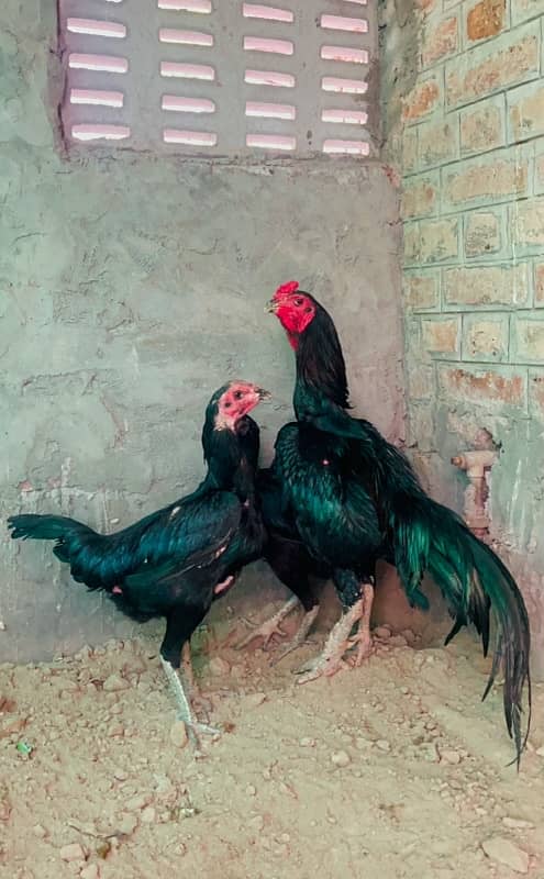 PURE (Dragon, Barmi and neck -folding) high quality Chicks Available 8