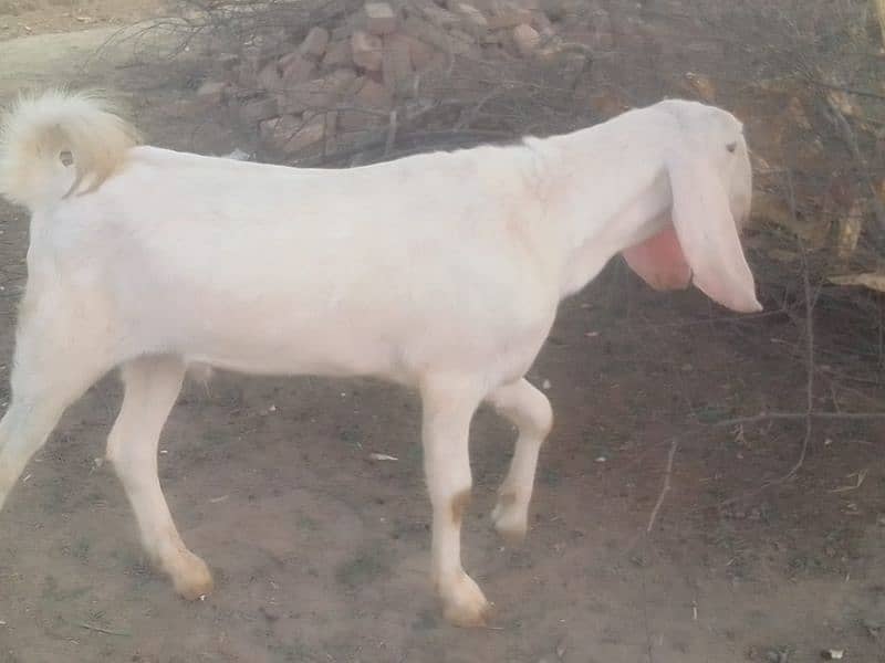 Masha Allah khasi Bakra 2