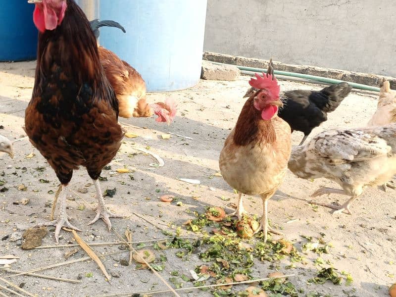 eggs wli murgia for sale 1