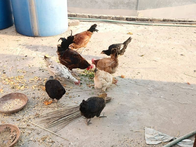 eggs wli murgia for sale 2