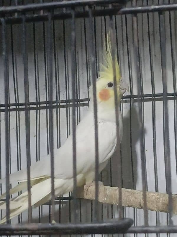 URGENT SALE 3 COCKTAIL MALE 0