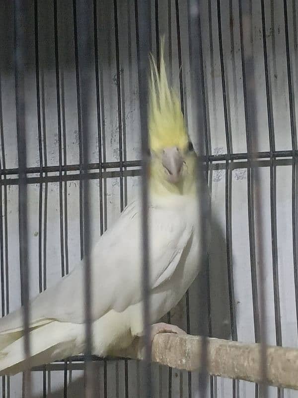 URGENT SALE 3 COCKTAIL MALE 1