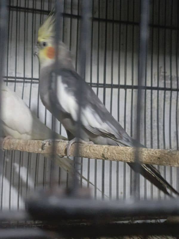 URGENT SALE 3 COCKTAIL MALE 2