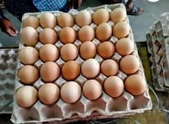 Desi | Golden Misri | Aseel hen eggs | دیسی انڈے | Eggs for sale 0