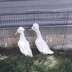 White Crusted Duck Breeder Pairs Chicks Eggs 03271881108 in Multan .