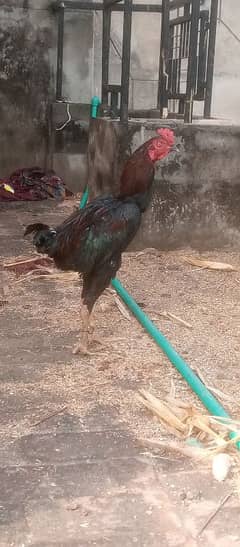 Aseel sindhi long heighted breeder murgha