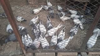 pigeons for sale