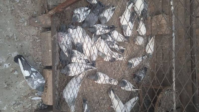 pigeons for sale 1