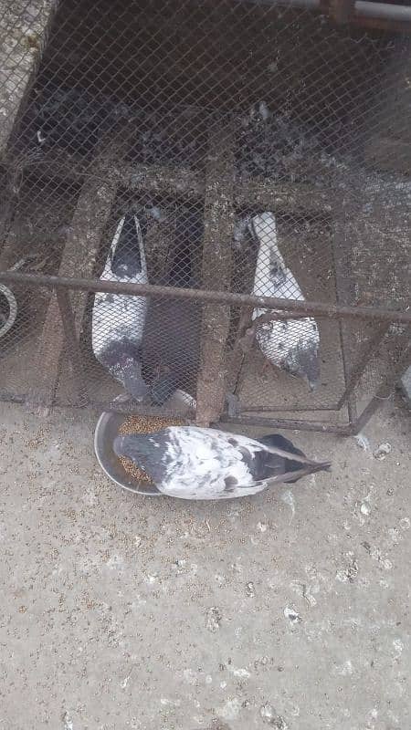 pigeons for sale 2