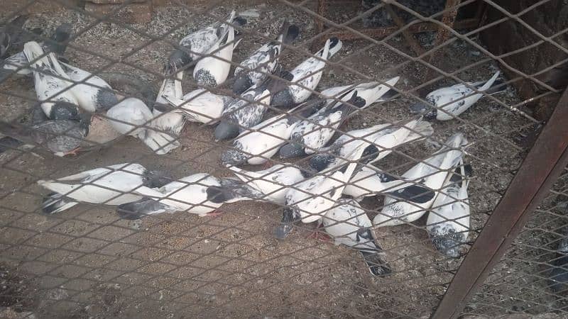 pigeons for sale 3