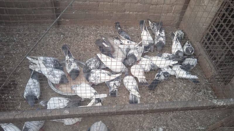 pigeons for sale 4