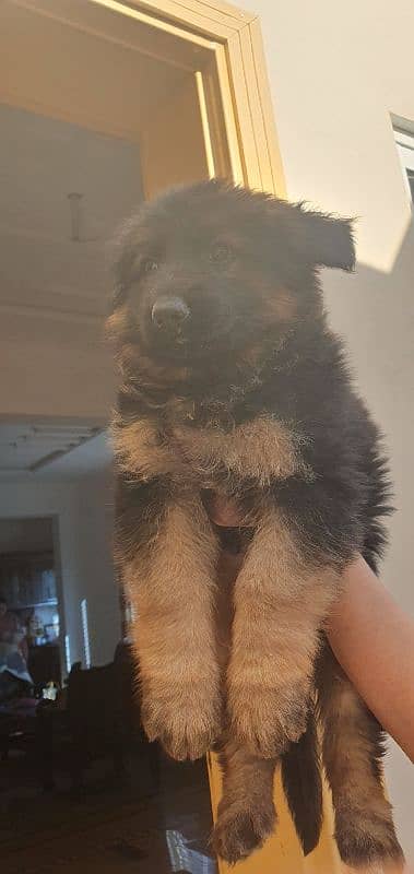 GERMAN SHEPHERD PEDIGREE PUPPIES 2