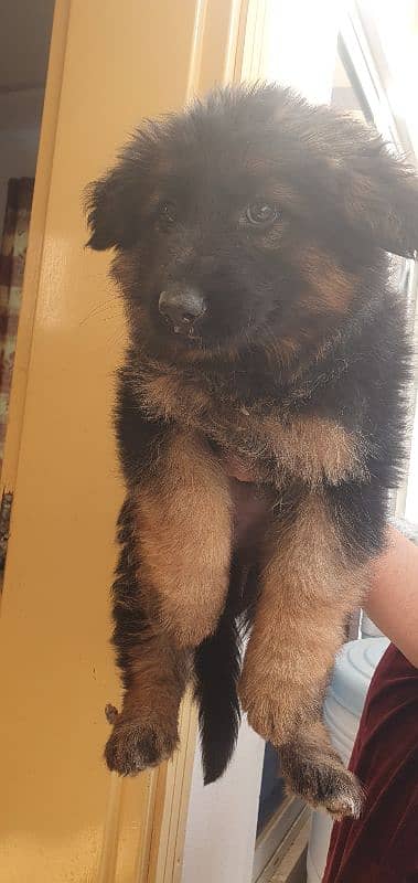 GERMAN SHEPHERD PEDIGREE PUPPIES 3