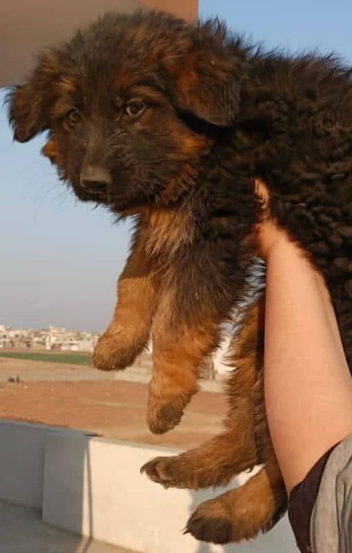 GERMAN SHEPHERD PEDIGREE PUPPIES 1