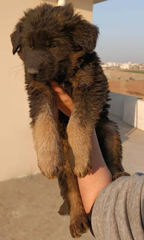 GERMAN SHEPHERD PEDIGREE PUPPIES 4