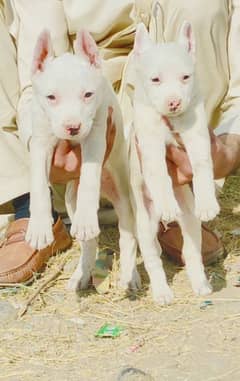 Guwahati gultair male and female age to month your breed for sale