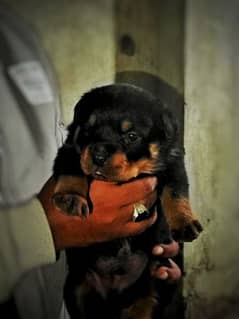 Rottweiler